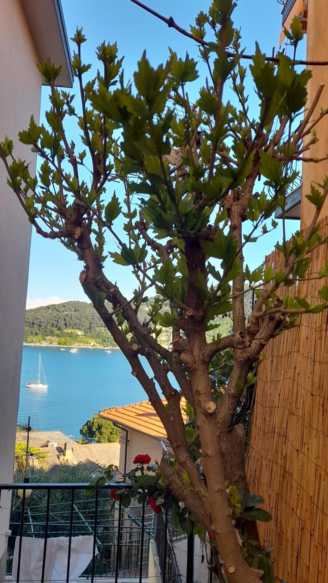 Casa Vacanze Ibiscus Porto Venere Dış mekan fotoğraf